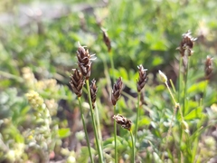 Carex stenophylla
