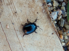 Chrysolina haemoptera