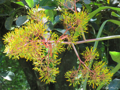 Aechmea leptantha