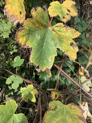 Acer pseudoplatanus