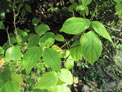 Staphylea colchica