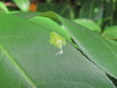 Yponomeuta evonymella