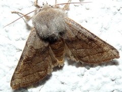 Orthosia opima
