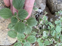 Forsskaolea tenacissima