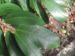 Yponomeuta evonymella