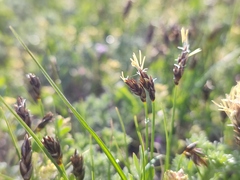 Carex stenophylla
