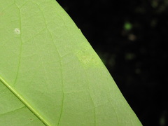 Yponomeuta evonymella