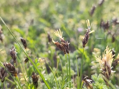 Carex stenophylla