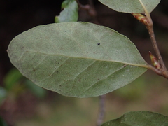 Nothofagus × solfusca