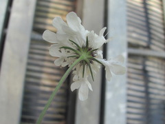 Scabiosa bipinnata
