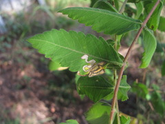 Simplimorpha promissa