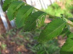 Simplimorpha promissa