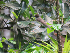 Myiarchus swainsoni