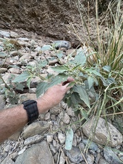 Chrozophora tinctoria