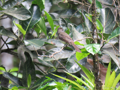 Myiarchus swainsoni