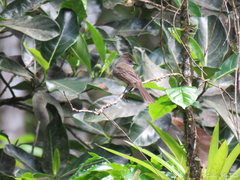 Myiarchus swainsoni
