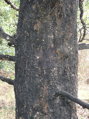 Nothofagus × solfusca