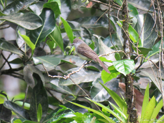 Myiarchus swainsoni