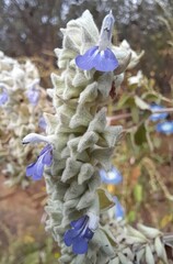 Salvia breviflora
