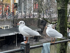 Chroicocephalus ridibundus