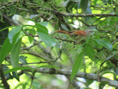Cranioleuca semicinerea