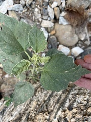 Chrozophora tinctoria