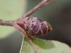 Nothofagus × solfusca