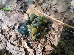 Hypomyces leotiicola