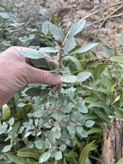 Forsskaolea tenacissima