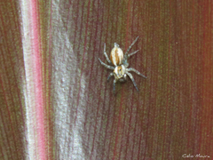 Maeota