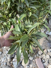 Ficus salicifolia