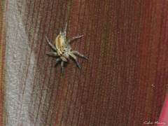 Maeota
