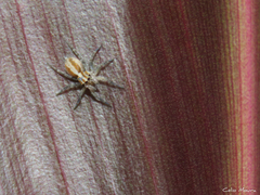 Maeota
