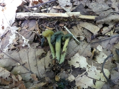 Hypomyces leotiicola