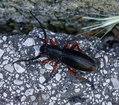 Dorcadion fulvum