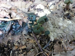 Hypomyces leotiicola