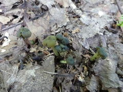 Hypomyces leotiicola