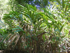 Etlingera