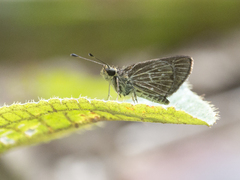 Hesperiidae