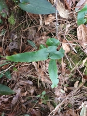 Pleopeltis macrocarpa
