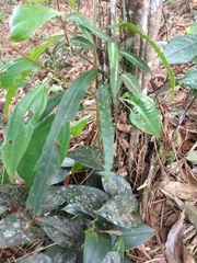 Pleopeltis macrocarpa