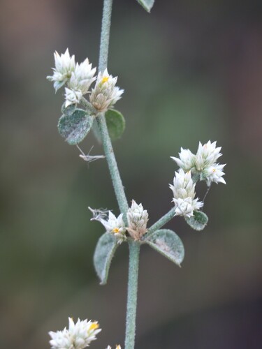 Alternanthera albotomentosa observed 2022-12-05
