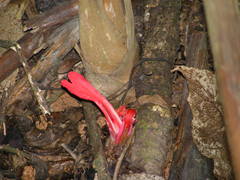 Etlingera
