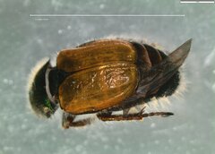 Phyllopertha horticola