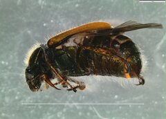 Phyllopertha horticola