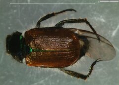 Phyllopertha horticola