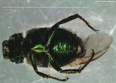 Phyllopertha horticola