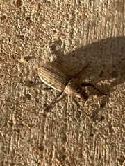 Naupactus