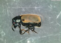 Labidostomis