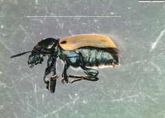 Labidostomis